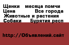 Щенки 4 месяца-помчи › Цена ­ 5 000 - Все города Животные и растения » Собаки   . Бурятия респ.